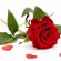 Roses *