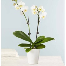 Planta de orquídea blanca doble