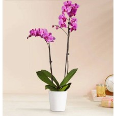 Planta de orquídea púrpura doble