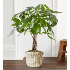 Árbol del dinero (pequeño)
