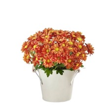 Planta de crisantemo de otoño de 6 pulgadas