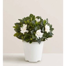 Planta de gardenia en flor (pequeña)