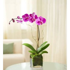 Orquídea Phalaenopsis púrpura