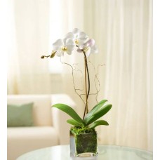 Orquídea Phalaenopsis blanca