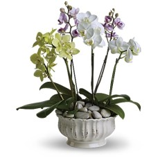 Orquídeas reales