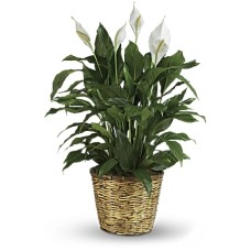 Spathiphyllum (Lirio de la paz) de elegancia sencilla - Grande