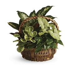 Cesta de jardín esmeralda