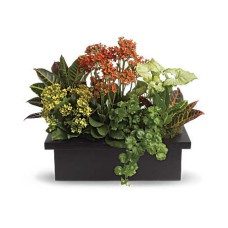 Surtido de plantas con estilo