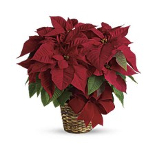 Flor de Pascua roja