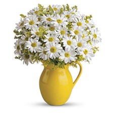 Giftblooms Sunny Day Pitcher of Daisies (Standard)