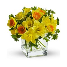 Giftblooms Daffodil Dreams (Estándar)