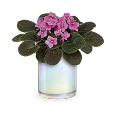 Planta de hojas luminosas
