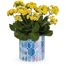 Kalanchoe soleado