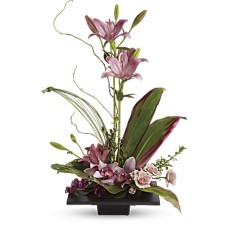 La imaginación florece con orquídeas Cymbidium (estándar)