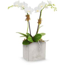 Arte de las orquídeas