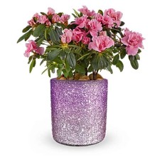 Planta de azalea floreciente y brillante