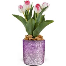 Planta de tulipán de ensueño de Giftblooms