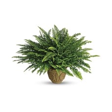 Pensamientos conmovedores Boston Fern
