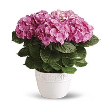 Hortensia feliz - Rosa