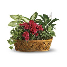 Plantas en abundancia