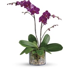 Gloriosa orquídea de la gratitud