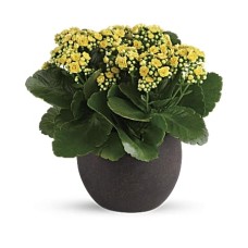 Kalanchoes amarillos para siempre