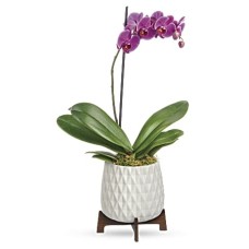 Planta de orquídea arquitectónica