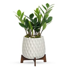 Planta de hojas de lujo