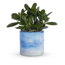 Planta de jade de cristal celeste