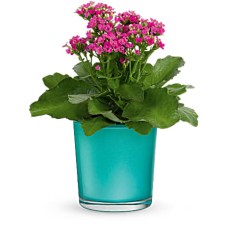 Planta acuática brillante