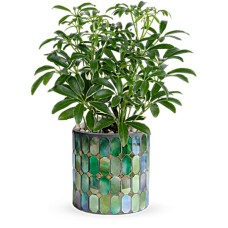 Hojas de la planta de cristal