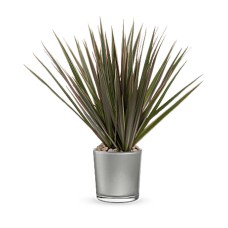 Dracaena de piedra lunar