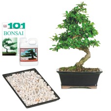Regalo completo de té Fukien - CT0116FTCG
