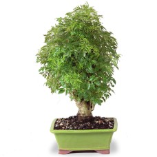 Aralia enana Ming