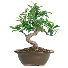 Ficus Golden Gate - CT2005GGF