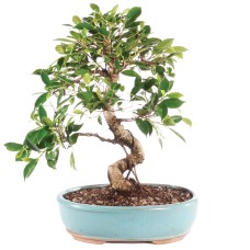Golden Gate Ficus Bonsai