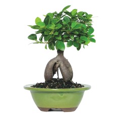 Ginseng Ficus injertado Bonsái
