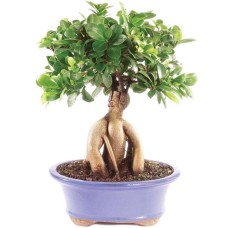 Ginseng Ficus injertado Bonsái