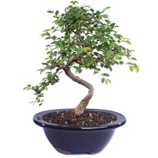 Olmo chino - CT9005CE