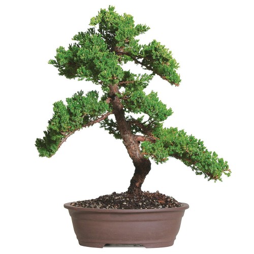Montículo Verde Juniper Bonsái