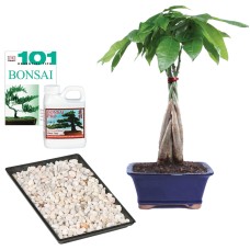 Árbol de dinero trenzado