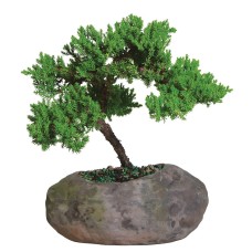 Green Juned Juniper en Rock Pot - DT1509GMJR