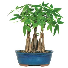 Money Tree Grove Bonsái