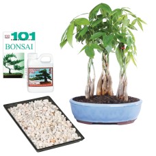 Regalo completo de Money Tree Grove - DT2312MTG3CG