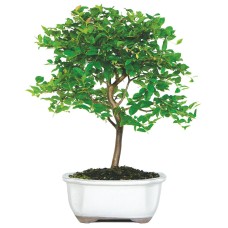 Jaboticaba Bonsái