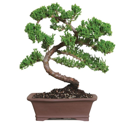 Montículo Verde Juniper Bonsái