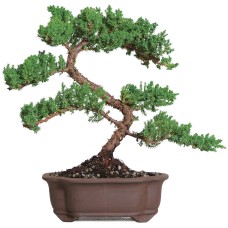 Montículo Verde Juniper Bonsái