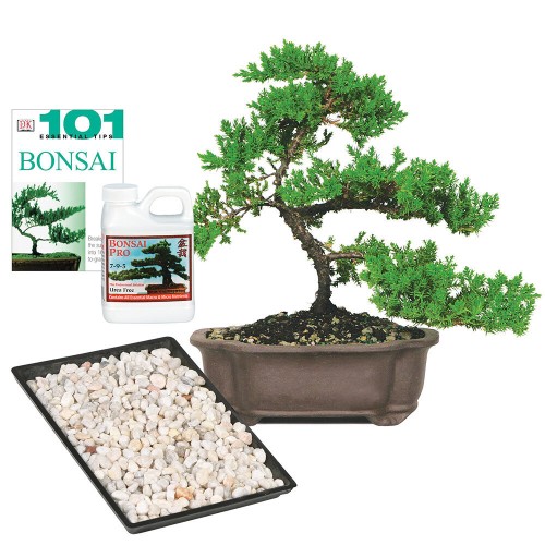 Regalo completo de Green Mound Juniper- DT7079GMJCG
