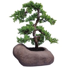 Montículo Verde Juniper Bonsai árbol en la roca del pote