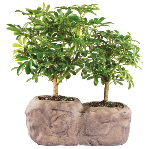Hawaiian Umbrella Bonsai árbol en la roca del pote